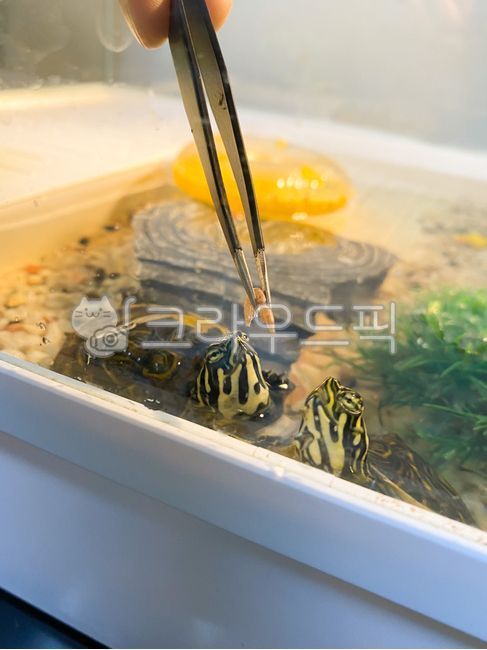 turtle food,semiaquatic turtle,pet turtle,turtle fish tank,Peninsula Cooter,gammarus