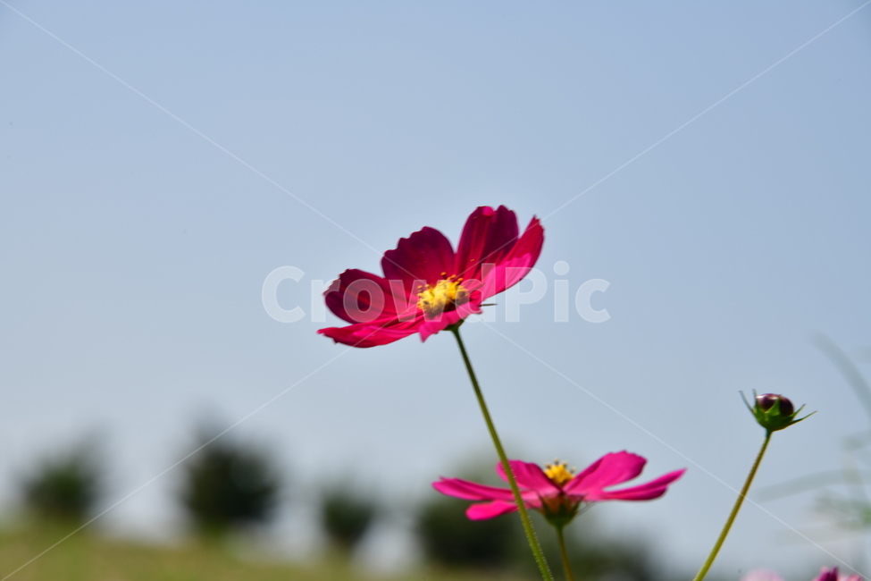 코스모스,가을,자연,꽃,꽃잎,식물,plant,plower,가을,계절,fall,autumn,season,식물,자연,plants,nature,꽃,flower,blossom,daisy,데이지,daisies,petal