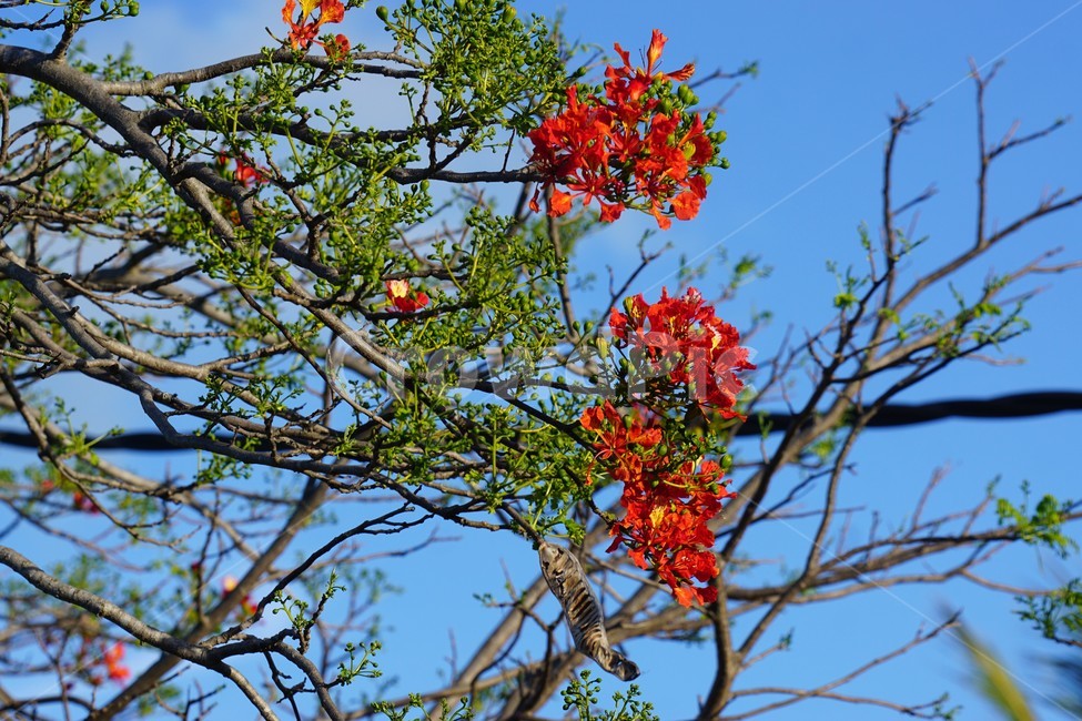 꽃,나무,자연,식물,하늘,파란하늘,flower,sky,nature,크리스마스트리나무,크리스마스트리꽃,외국꽃,열대나무,붉은꽃,redcolor,green,초록,외국자연풍경,식물,자연,plants,nature,꽃,flower