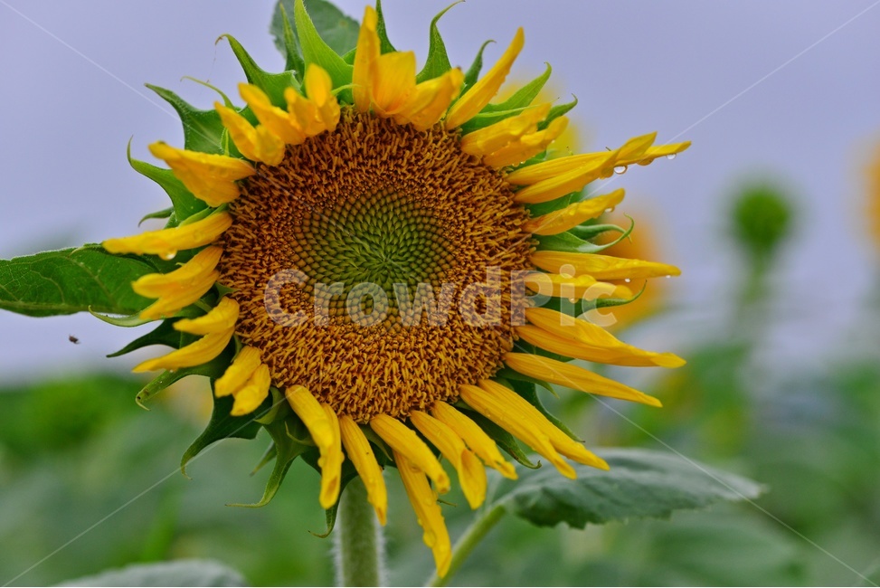 field,들,outdoors,옥외,nature,자연,rural,농촌,farm,농장,학원농장,해바라기,해바라기밭,해바라기꽃,농업,농사,경작,농경