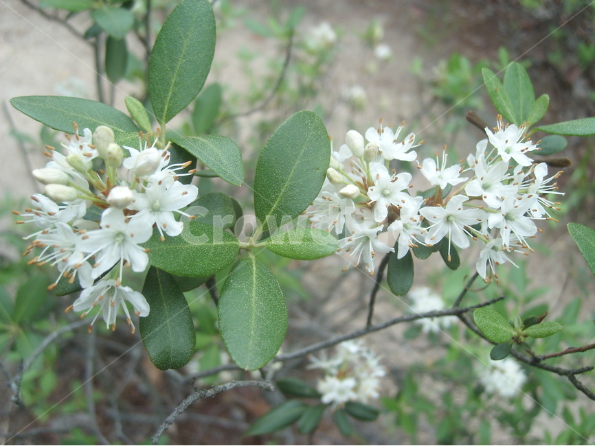 가은산,봄,자연,휴양림,공원,봄,계절,spring,season,식물,자연,plants,nature,꽃,flower,plant
