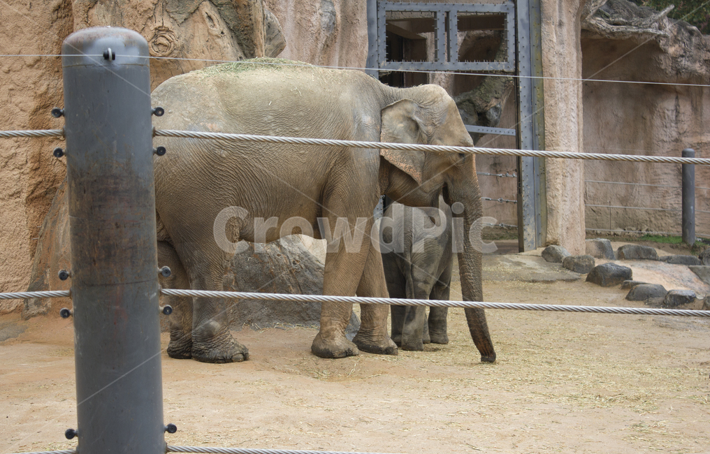 어린이대공원,서울,기둥,울타리,절벽,암벽,바위,동물원,사육,wildlife,야생생물,mammal,animal,elephant,자연,코끼리,포유류,동물,야생동물