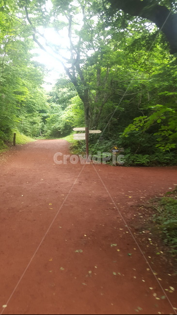 이정표,나무,갈림길,숲,녹색,자연,풍경,nature,landscape,path,통로