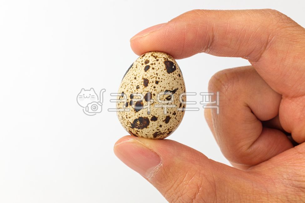 small,quail eggs,close up,ingredient,egg,bird egg,raw,quail egg,food,quail,animal eggs,meal,protein,grocery,Food Ingredients,ingredients,fresh