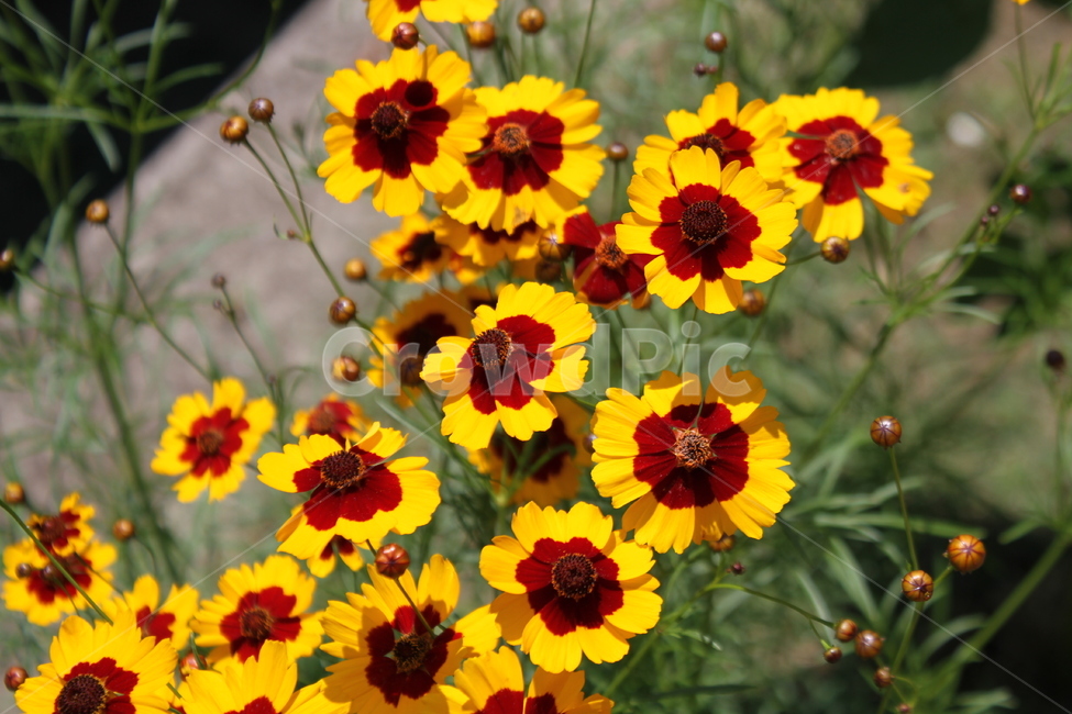 기생초,꽃,식물,꽃말추억,야생화,식물,자연,plants,nature,꽃,flower