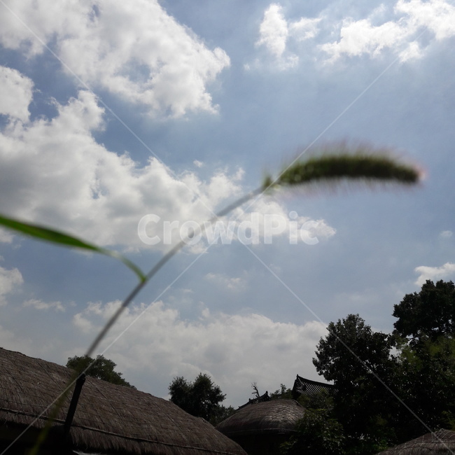 강아지풀,맑은하늘,시골하늘,예쁜하늘,감성적인