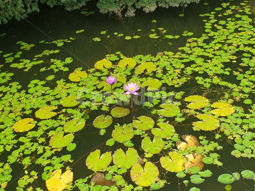 plant,식물,nature,자연,water,물,연못,연꽃