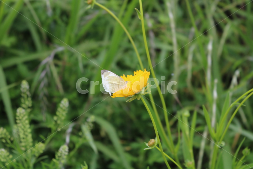 배추흰나비,꽃,나비,천변,클로즈업,식물,자연,plants,nature,꽃,flower,동물,animal,곤충,벌레,insect,bug