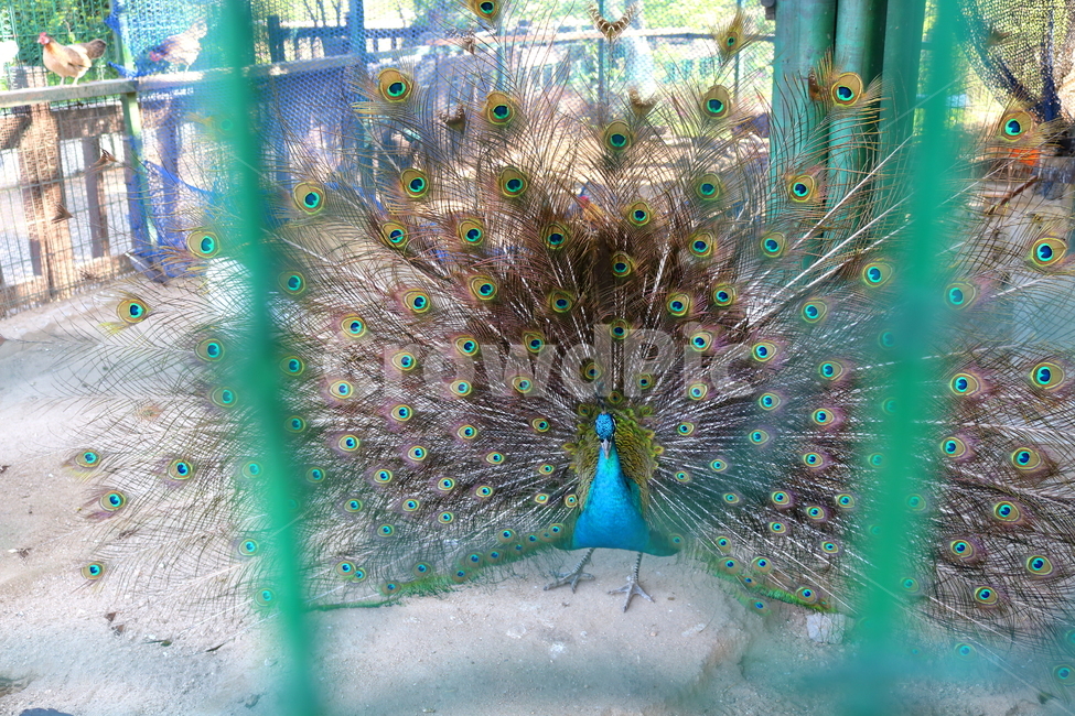 새,조류,공작,공작새,꿩과,동물,동물,animal,조류,새,birds