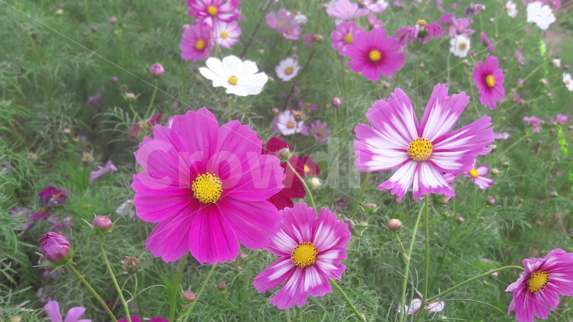 코스모스,꽃,바람,알록달록,순정,가을,계절,fall,autumn,season,식물,자연,plants,nature,꽃,flower,plant