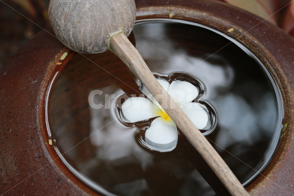 항아리,꽃잎,flower,petal,고요