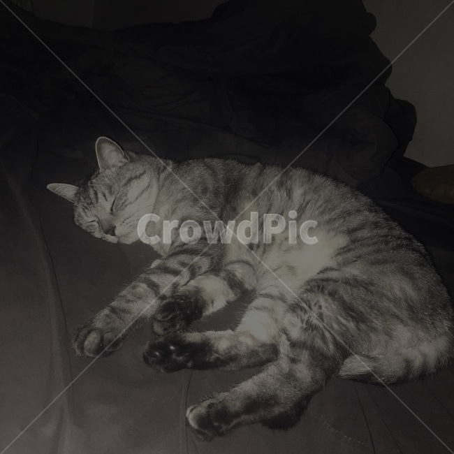수면,개냥이,고양이,동물,애완동물,반려동물,귀여움,포유류,animal,mammal,kitty,kitten,반려묘,냐옹이,표정,휴식,힐링,냥이,feelimg