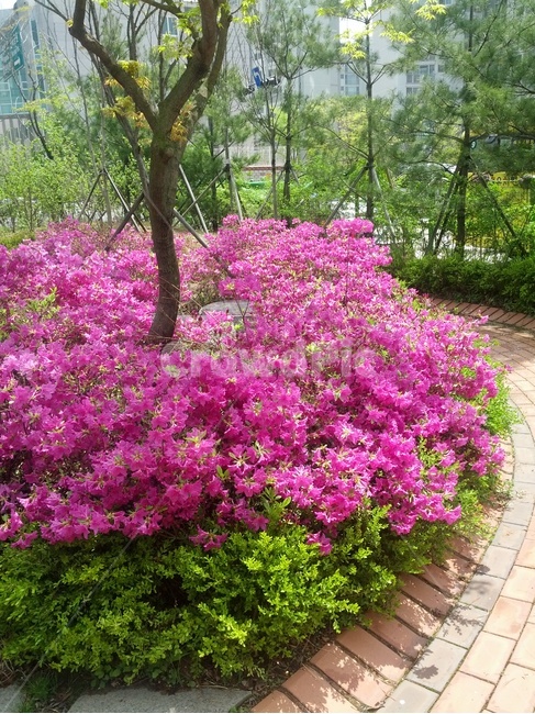 분홍,식물,꽃,공원,나무,식물,자연,plants,nature,꽃,flower