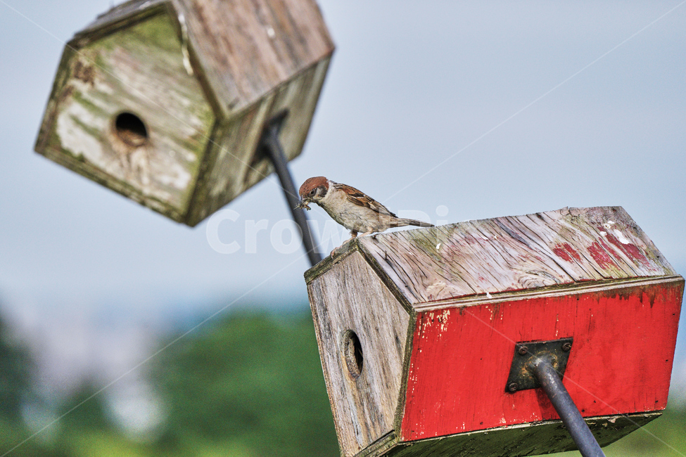 참새,둥지,먹이,자연,먹이활동,하늘공원,동물,animal,조류,새,birds