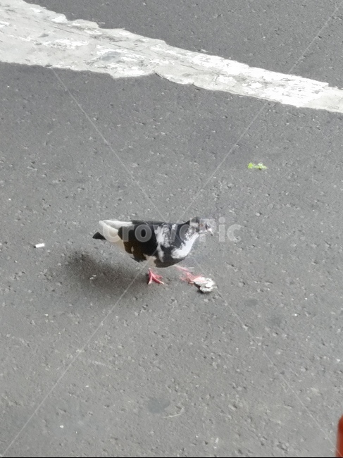 새,비둘기,도로,옆모습,아스팔트,bird,동물,animal,조류,새,birds