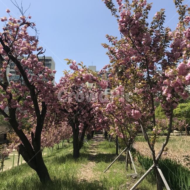 겹벚꽃,꽃,식물,벚꽃,flower,plant,겹벚꽃터널,대구,nature,하늘,자연,푸름,cherryblossom,나무,벚꽃나무
