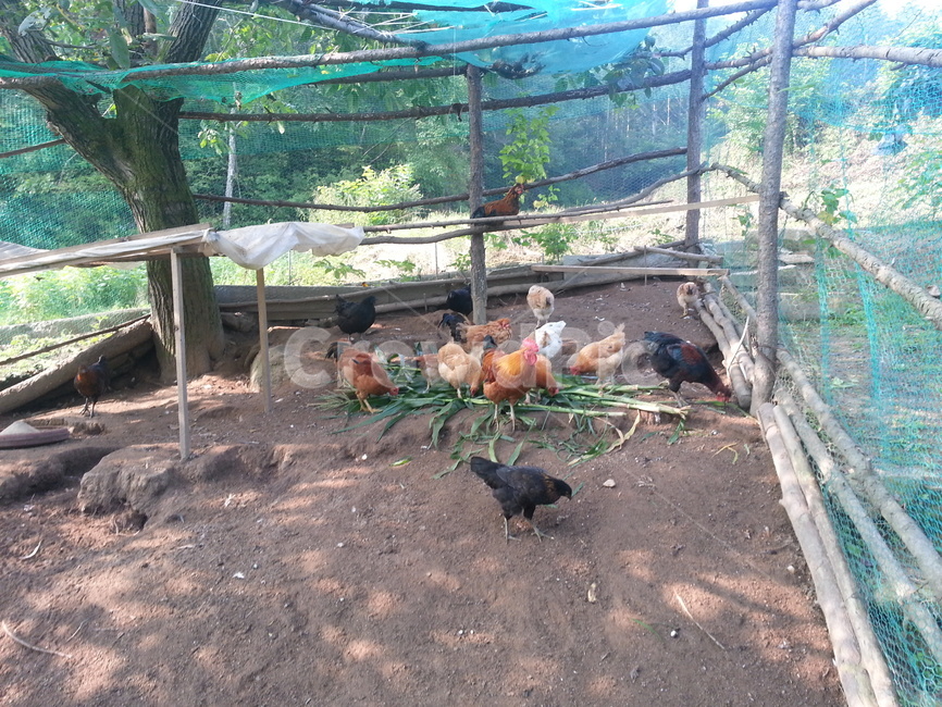 닭,닭장,오골계,검은닭,시골닭,동물,animal,조류,새,birds