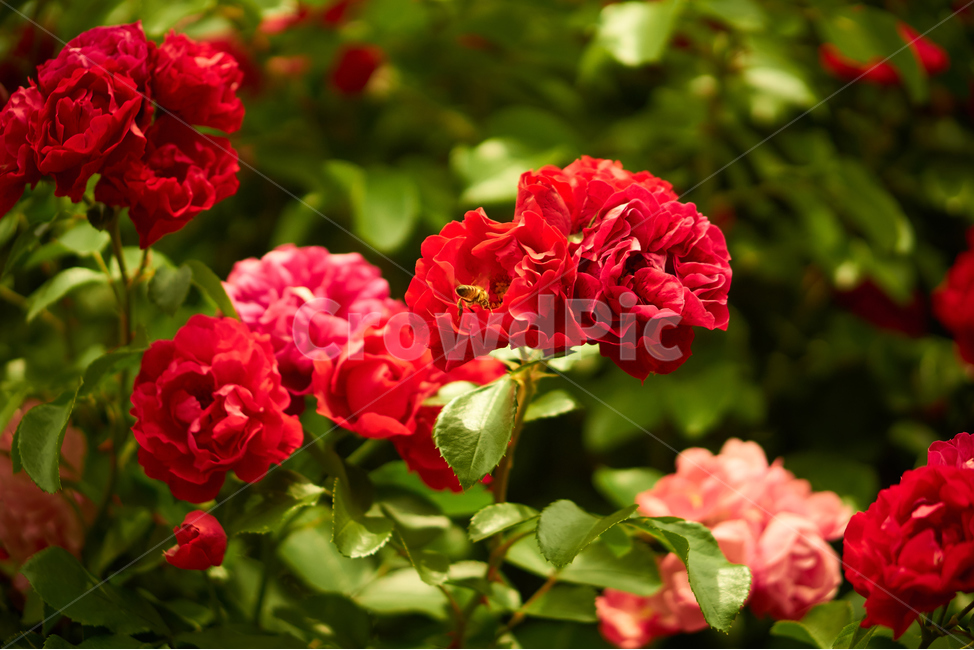장미,꽃,접사,생화,화분,plant,nature,flower,초접사,곤충,bee,insect,redflower,rose,붉은장미,붉은꽃,redrose