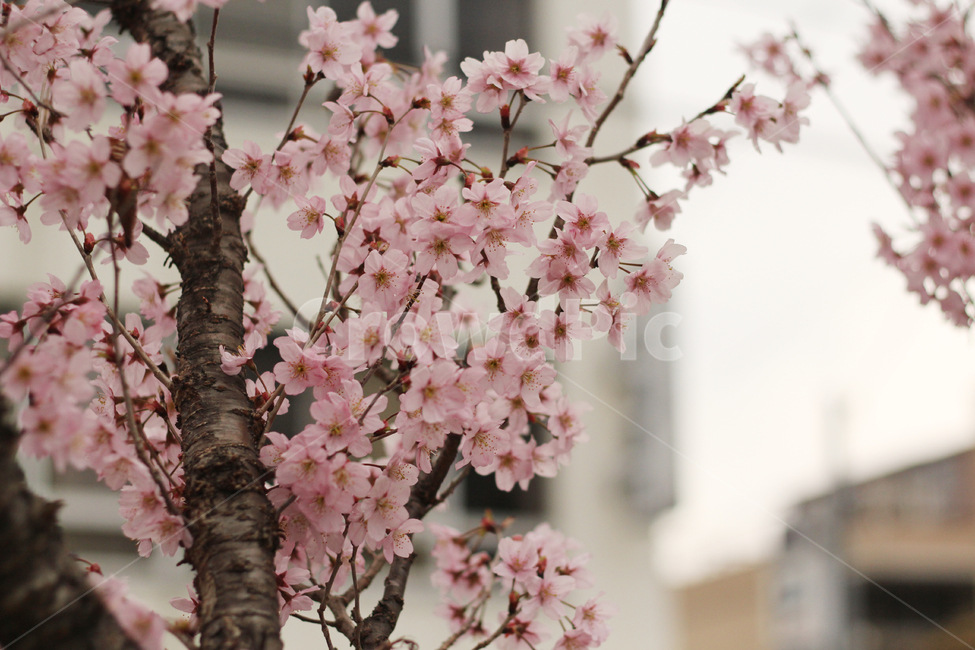 벚꽃,사쿠라,cherryblossom,플라워,나무,꽃나무,봄,봄꽃,봄벚꽃,흰벚꽃,plant,식물,flower,꽃,blossom