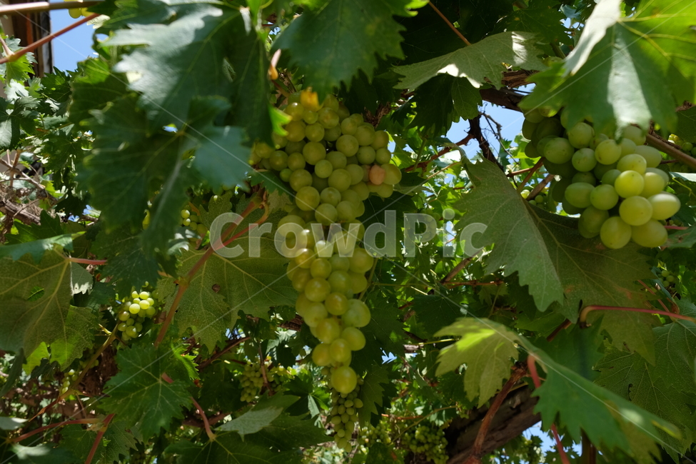 청포도,포도나무,포도,잎사귀,나무,열매,식물,자연,plants,nature,과일,열매,fruit