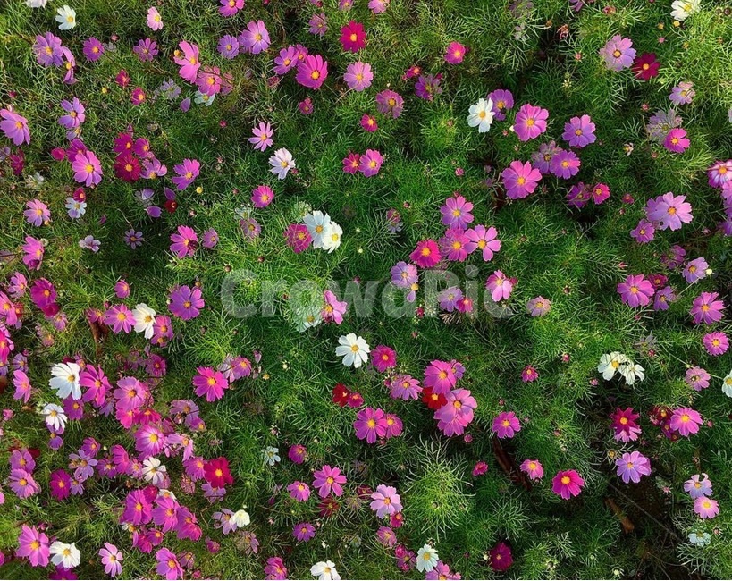 코스모스,꽃밭,꽃,가을,꽃길,가을,계절,fall,autumn,season,식물,자연,plants,nature,꽃,flower,geranium,제라늄,plant,blossom
