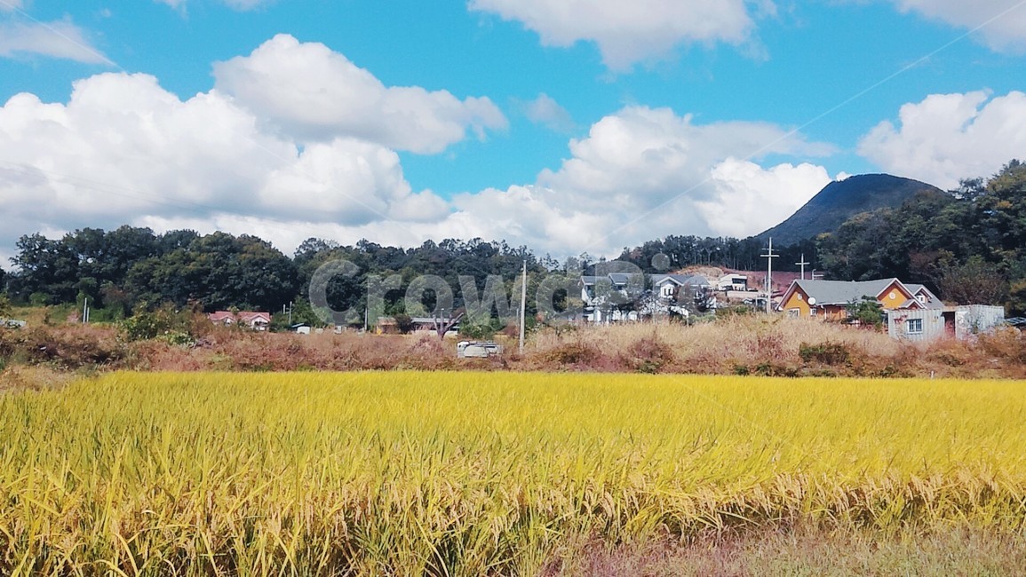 구름,하늘,시골,가을,벼,풍경,sky,countryside,fall
