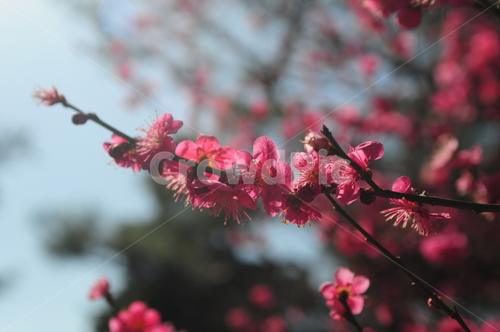 홍매화,꽃,flower,봄,식물,매화