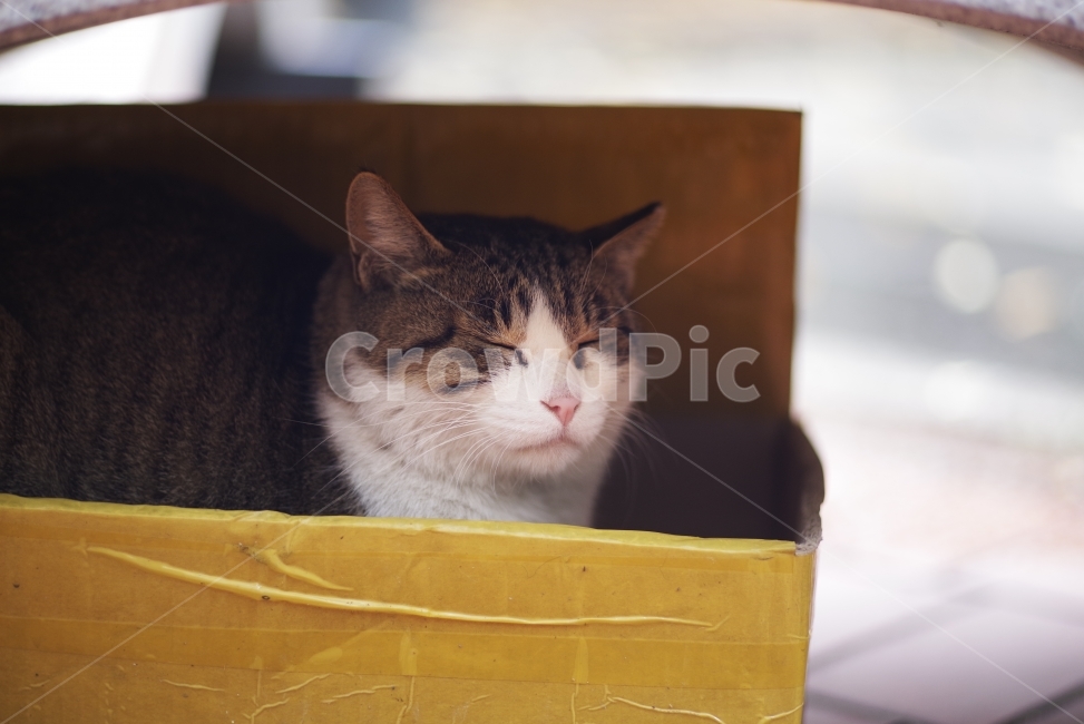 	고양이,길고양이,길냥이,애완동물,반려동물,생명,자연,야생,야생동물,야생고양이,미묘,미냥,cat,kitty,kitten,cute,lovely,adorable,pet,animal,street,streetcat,stray,straycat,wild,wildlife,wildcat,wildanimal,nature,natural,beauty,beautiful,동물,animal,포유류,mammal,고양이,cat,kitten,kitty