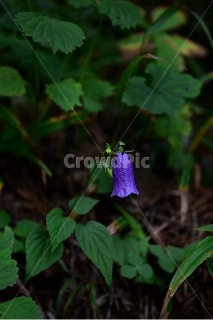 금강초롱꽃,야생화,식물,자연,꽃,생태,힐링,플라워,wildflower,flower,plants,nature,season,감성,느낌,emotion,feeling,여름,여러해살이풀,초롱꽃과,금강초록꽃속,자주색,식물,자연,plants,nature,꽃,flower