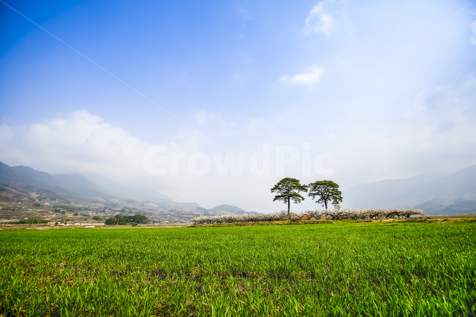 부부송,사랑,봄,소나무,풍경,자연,자연,풍경,nature,landscape,한국자연풍경,한국자연경관,korea nature landscape,outdoors,옥외,grassland,목초지,field,들