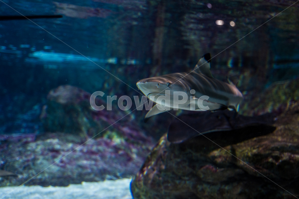 shark,jaws,Pisces,fish,aquarium