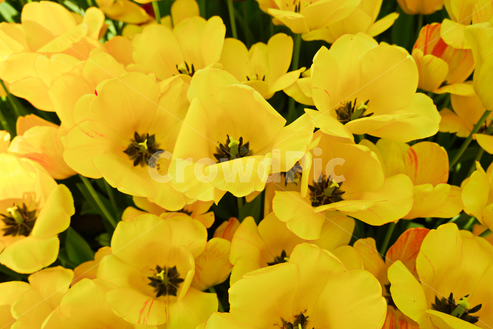 튤립,노랑,봄,식물,접사,꽃,자연,녹색,힐링,신선함,season,plantsnature,flower,sensiblefeeling,색깔,색상,색채,색감,colorsense,colorsensitivity,feelingofcolor,감성,평온함
