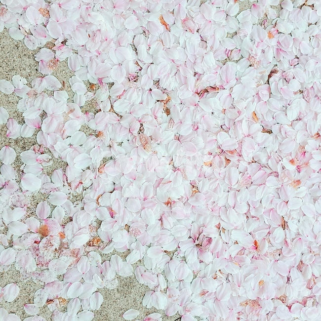 벚꽃엔딩,봄,산책,벚꽃융단,벚꽃잎