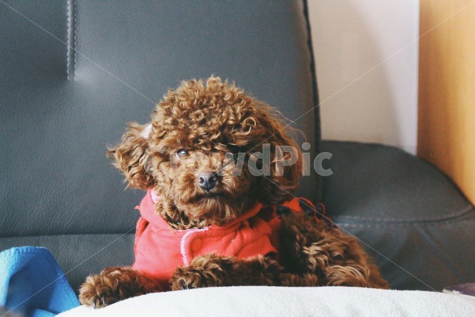 animal,dog,puppy,푸들,강아지,개,동물,포유류