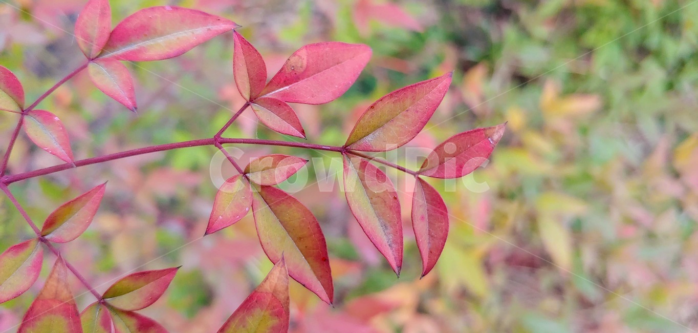 잎,leaf,plant,식물,가을