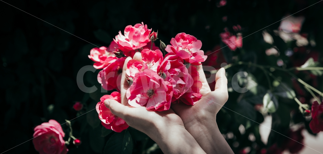 꽃,flower,감성,장미,빨강,red,손,hand,식물,자연,plants,nature,꽃,flower,사람,인물,인간,human,person,감성,sensible,feeling,연출,컨셉,콘셉,direction,concept