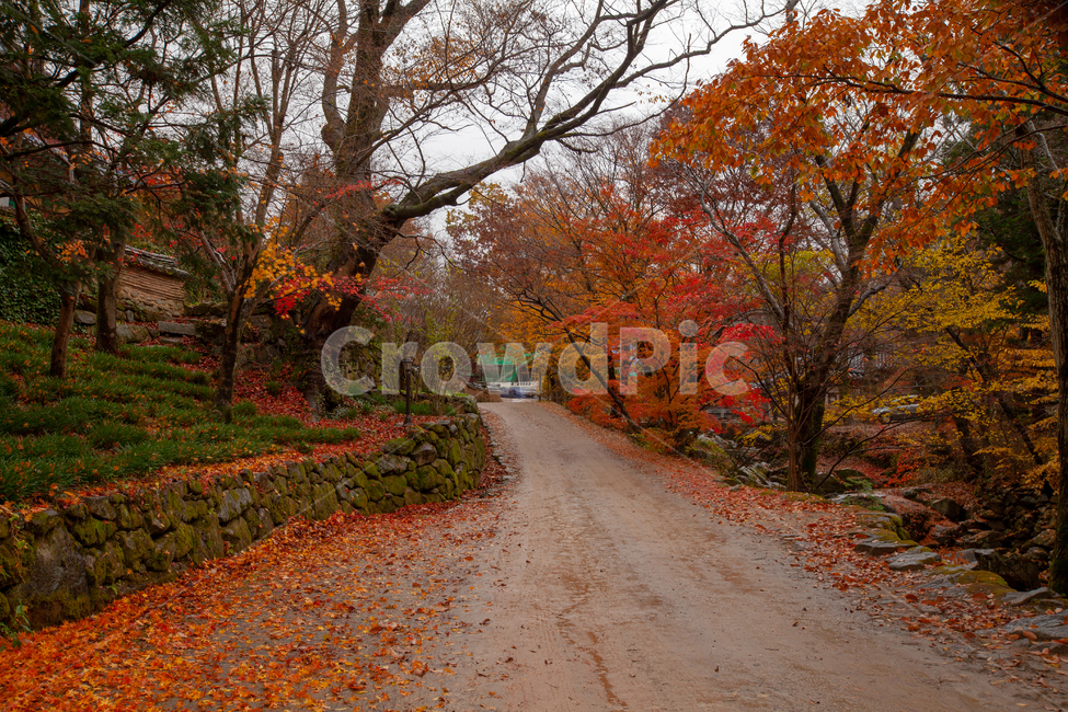 가을,단풍,풍경,노란색,빨간색,자연,단풍풍경,길,가을,계절,fall,autumn,season,tree,나무,plant,식물,leaf,잎,maple
