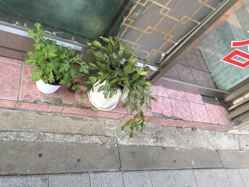 길거리,화분,동네길,소소함,평범함,동네