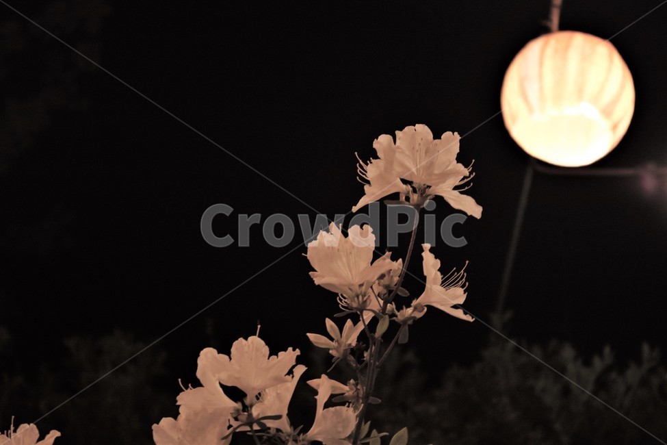 꽃,조명,야경,흰꽃,철쭉,white,whiteflowers,flower,light,lamp,보케,royalazalea,dark,봄꽃,흰색,순백,식물,plant,nature,자연,spring,night,nightview,background,배경