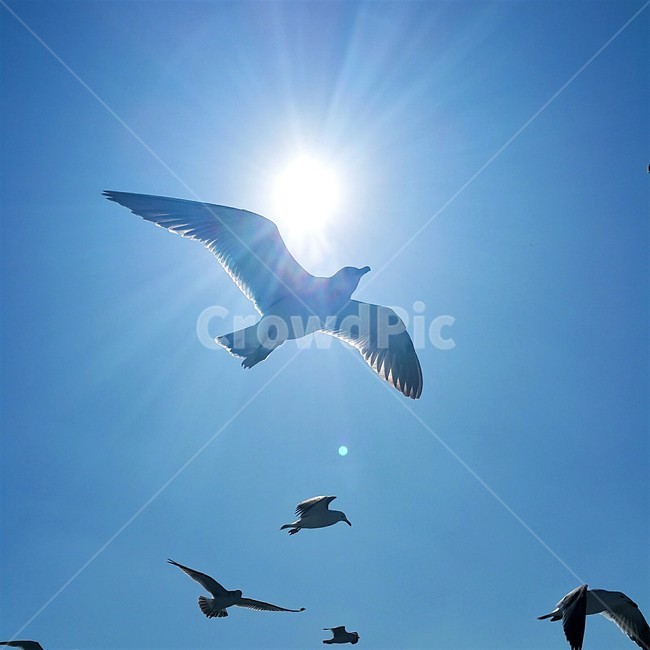 갈매기,하늘,동물,새,비상,시도,헤,seagull,sky,animal,bird,fly,ascend,try,동물,animal,조류,새,birds