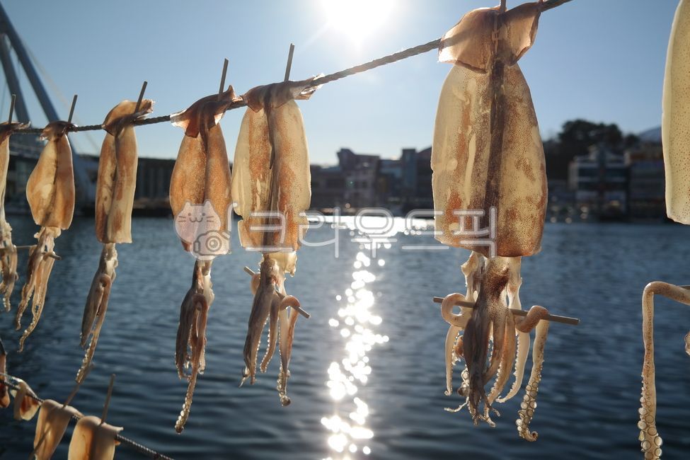 바람,오징어,마른오징어,반건조오징어,건조,어업,건어물,수산물,해풍,해산물,해물,바다,어촌,날씨,음식,식재료,건오징어,squid,driedsquid