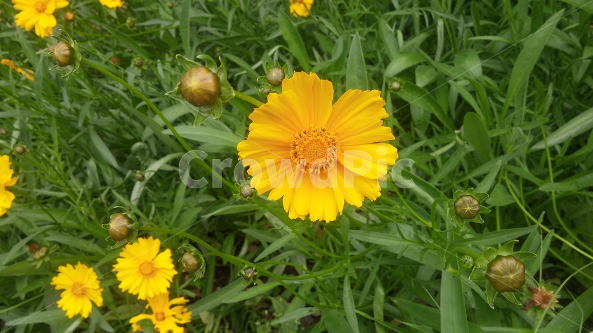 노란꽃,봉오리,덜핀,예쁜,flower