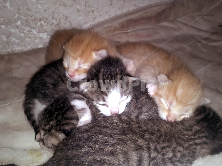 고양이,동물,아기고양이,잠,애완동물,반려동물,형제,cat,animal,sleep,pet,companionanimal,animalfamily,동물,animal,포유류,mammal,고양이,cat,kitten,kitty,가족,패밀리,family