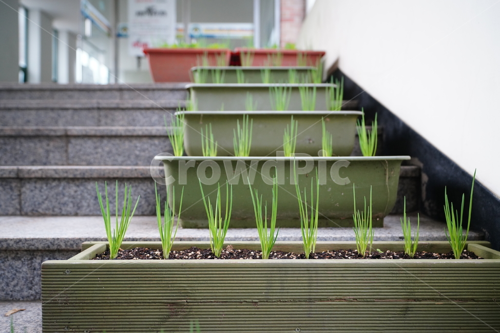 파종기,식물,화분,생명,생물,녹색,green,파