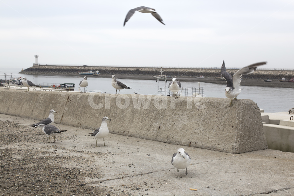 갈매기,새,조류,바다,바닷가,둑,동물,animal,조류,새,birds