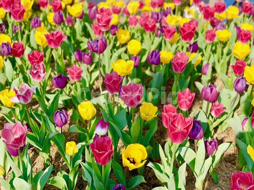 튤립,tulip,꽃,봄,나들이,꽃구경,소풍,spring,picnic,flower,blossom,plant,식물,잎,leaf,outdoors,옥외,가든,가드닝,garden,gardening,정원