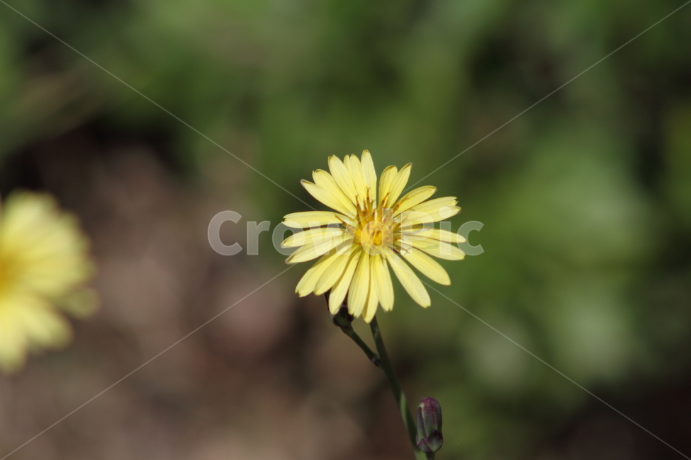 꽃,식물,야생화,왕고들빼기,indianlettuce,고들빼기,식물,자연,plants,nature,꽃,flower
