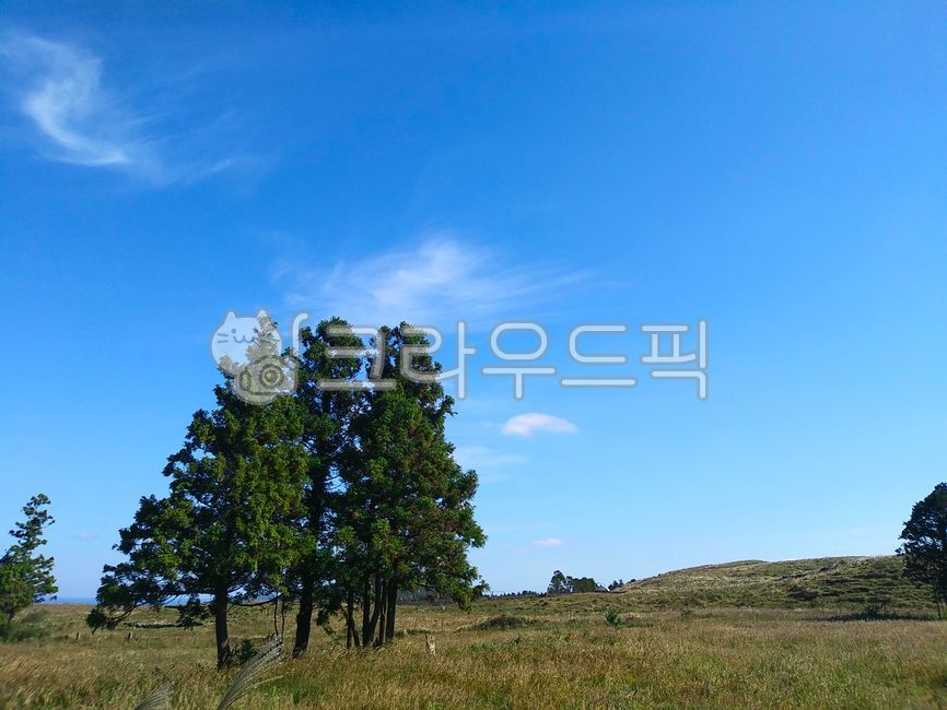 nature,tree,jeju island,grassland,outdoor,outdoors,field,sight,pasture