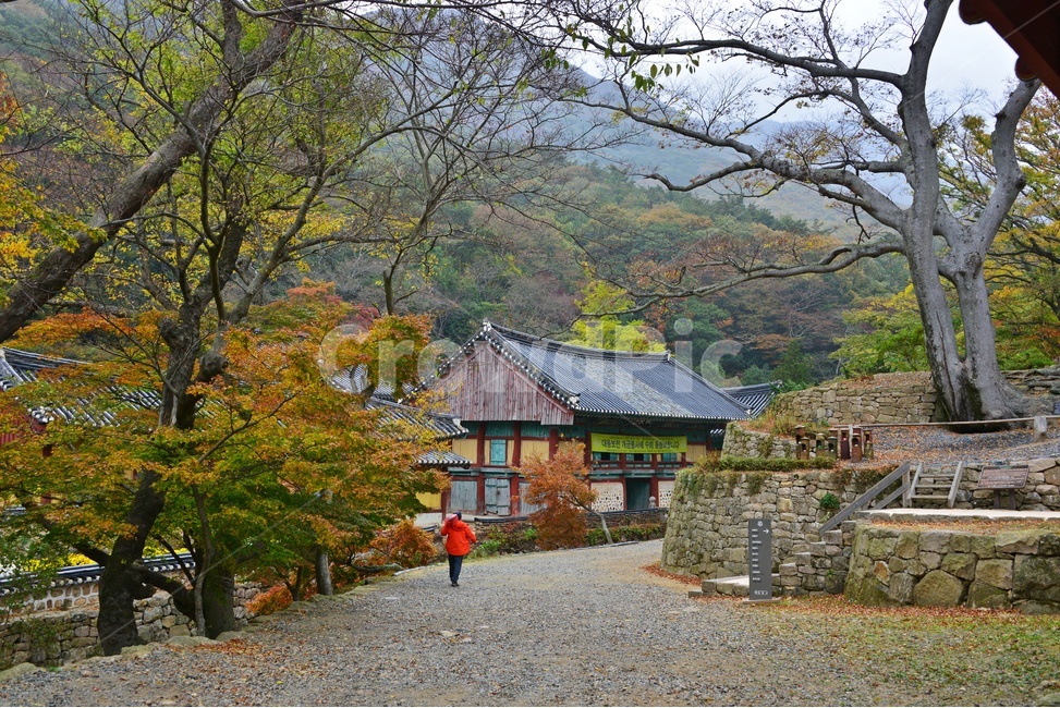 nature,자연,outdoors,옥외,human,인간,person,사람,road,도로,gravel,자갈,dirtroad,흙길,해남,대흥사,두륜산,해남대흥사,사찰,절,불교,유적지,문화재,단풍,가을,대흥사가을,추색,만추,낙옆