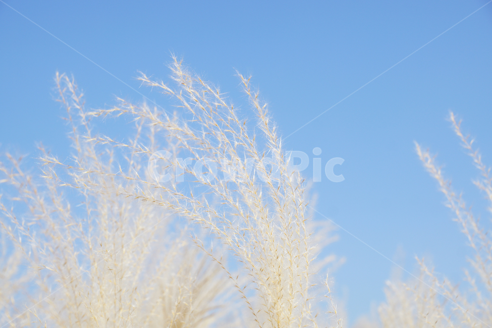 억새,가을,가을이미지,식물,자연,flamegrass,silvergrass,fall,autumn,nature,plants,계절,season,가을,계절,fall,autumn,season,식물,자연,plants,nature,감성,sensible,feeling,grass,잔디,plant,lawn